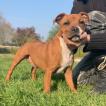 Patton, Staffordshire Bull Terrier