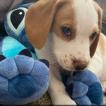 Louis, Beagle