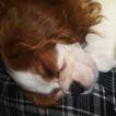Huck, Cavalier King Charles Spaniel