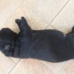 Shadow, Labrador