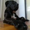 Kira, Cane Corso