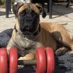 Nell, Bullmastiff