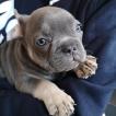 Blue, Bouledogue francese