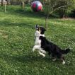 Pop, Border Collie