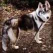Peype, Husky Siberiano