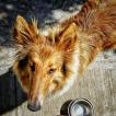 Otto