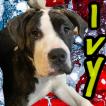 Ivy, Cane Corso