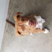 Nitro, Staffordshire Bull Terrier