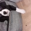 Myla