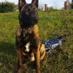 PONCHO, Berger Malinois