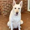 Sky Davis, Berger Blanc Suisse