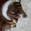 Woody, Australian Shepherd
