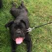 Kirra, Cane Corso