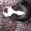 Myla