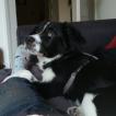 Païko, Border Collie