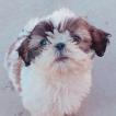 Sonaa, Shih Tzu