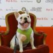 Skøll, Bouledogue Français