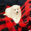 Nimbus, Samoyedo