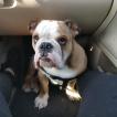 Buffy, Bulldog