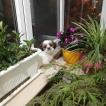 Dora, Shih Tzu