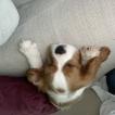 Guildford, Cavalier King Charles Spaniel