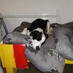 Dingo, Border Collie
