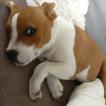 Pancake, Staffordshire Bull Terrier