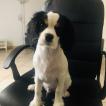 Linneo, Cavalier King Charles Spaniel