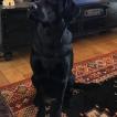 Elvis, Labrador Retriever