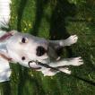 Hercules, Dogo Argentino