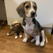 Gosu, Beagle