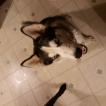 Loki