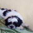 Oreo, Shih Tzu