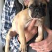 Oakey, Bulldog Francés