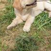 Roméo, Labrador Retriever
