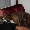 Lemmy, Bulldog americano