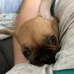 Wilson, Bouledogue francese