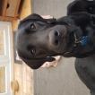Finnan, Labrador Retriever