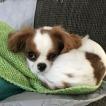 Brady, Cavalier King Charles