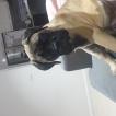 Marvi, Bullmastiff