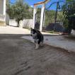 Drogo, Husky Siberiano