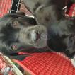 xena, Cane Corso