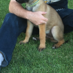 Diesel Kerby, Pastor Belga Malinois