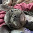 Luna, Bulldog Francés