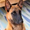 Jenna, Pastor Belga Malinois