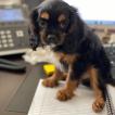 Westley, Cavalier King Charles spaniel