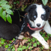 Oreo, Pastor Australiano