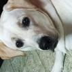 Junior, Labrador Retriever