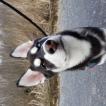 Wilson Elliott, Siberian Husky
