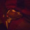 Danté, Staffordshire Bull Terrier